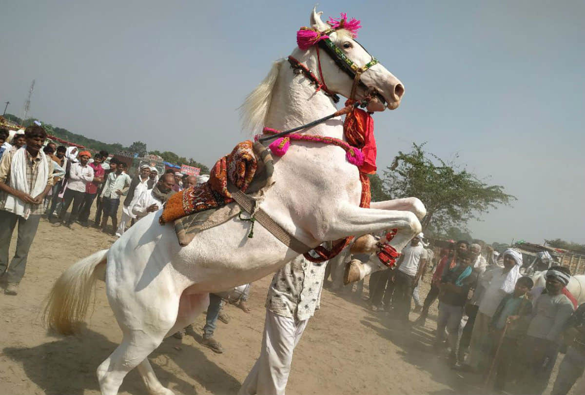 Deepu donkey Price Five Lakh Rupees In Bateshwar Cattle Fair