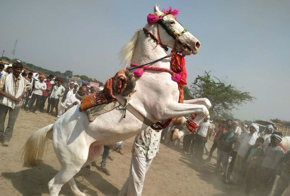 Deepu donkey Price Five Lakh Rupees In Bateshwar Cattle Fair