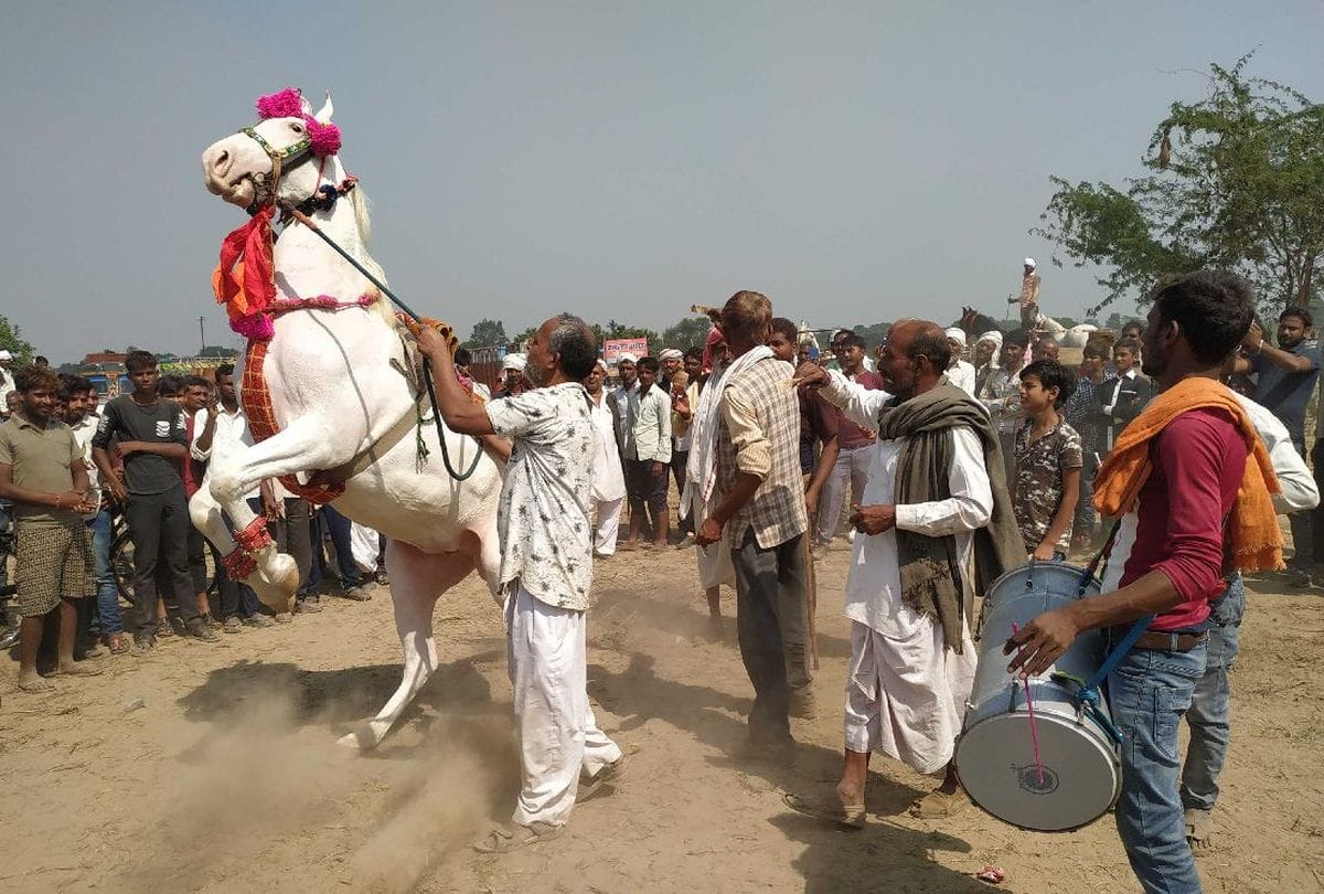 Horse show in bateshwar pashu mela in agra