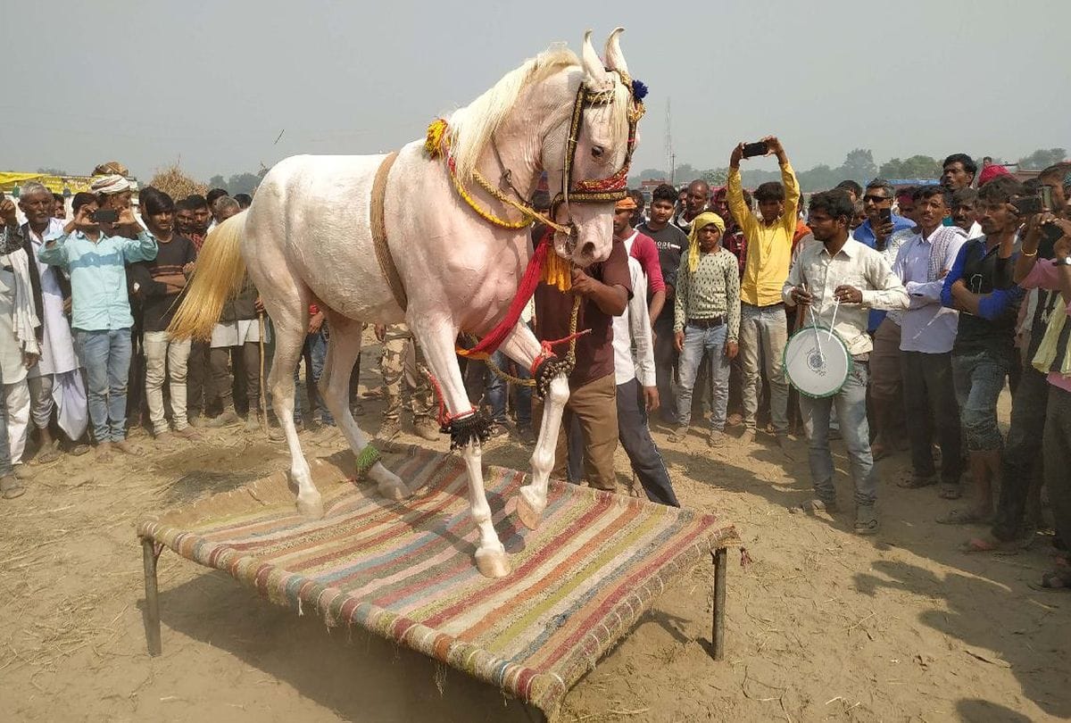 foreign tourists likes Bateshwar Pashu Mela in agra