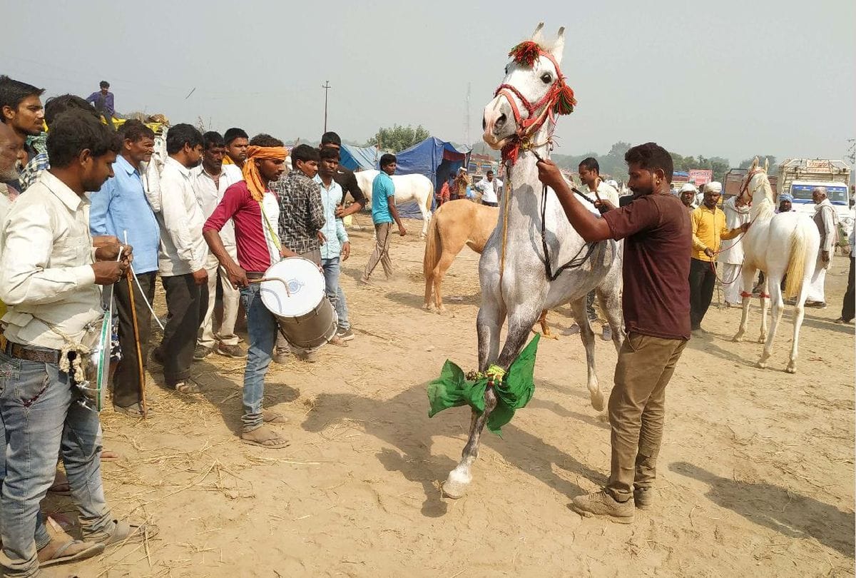 Horse show in bateshwar pashu mela in agra