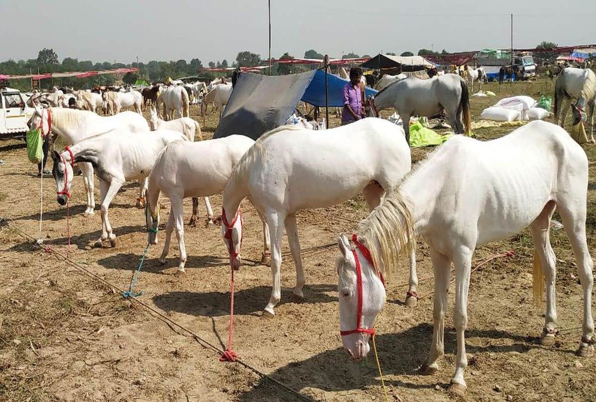 Corona Pandemic Effects On Bateshwar Cattle Fair Many Animal Businessman Return Not Sale