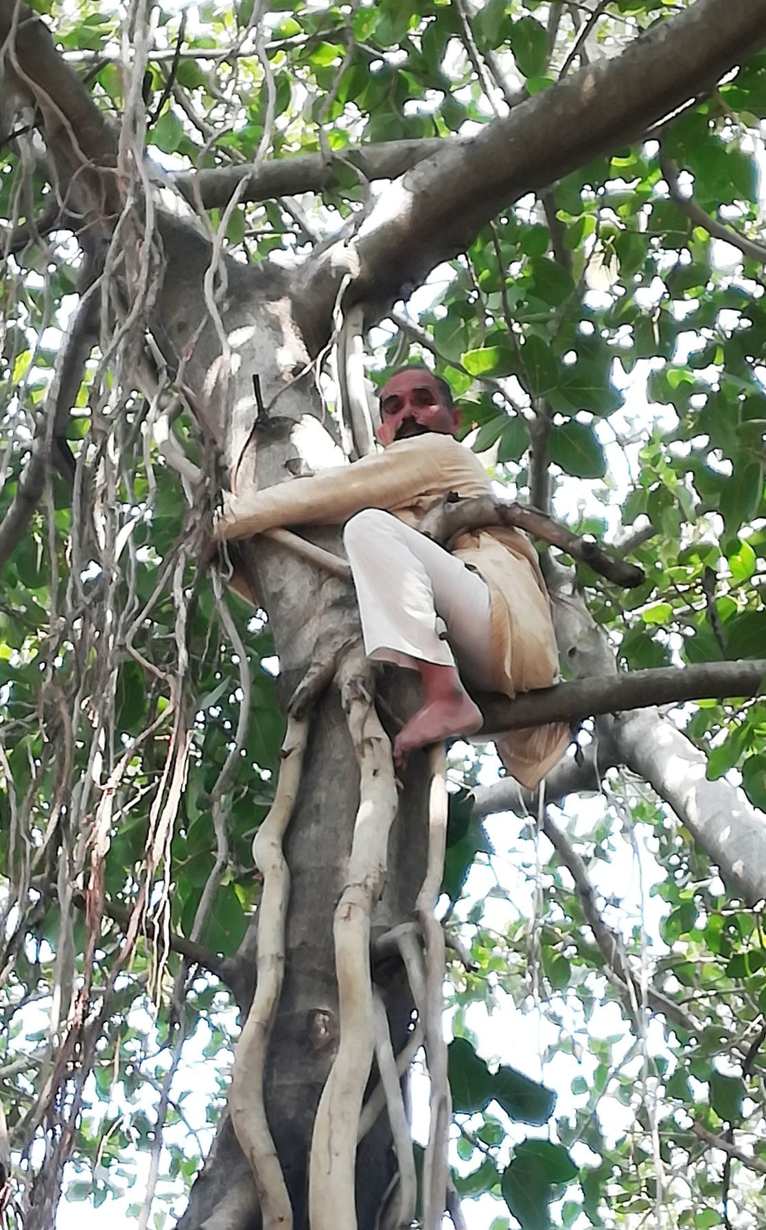 farmers climb tree for sugercane payment