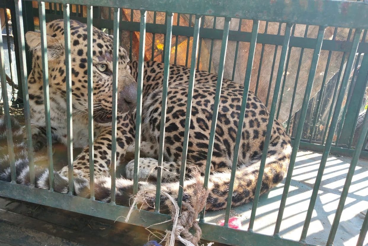 Leopard imprisoned
