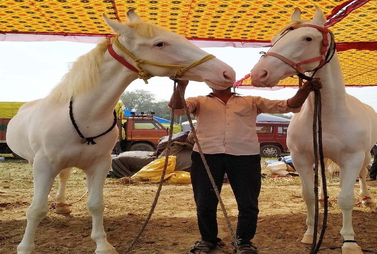 47 lakhs price of horses in Bateshwar Pashu Mela