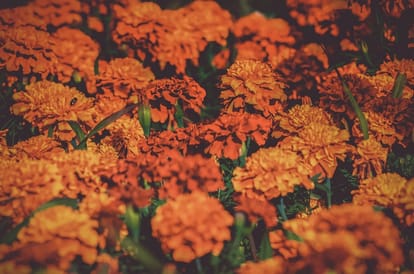 importance of flowers on diwali