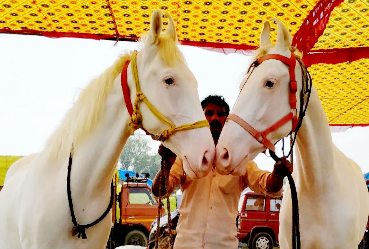 foreign tourists likes Bateshwar Pashu Mela in agra