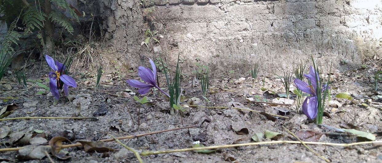 Now saffron can also be produced in Uttarakhand ...