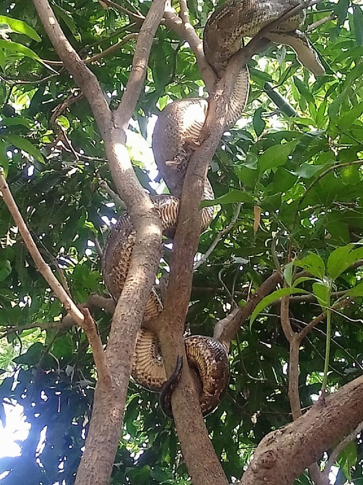Python appears wrapped in tree, panic among people