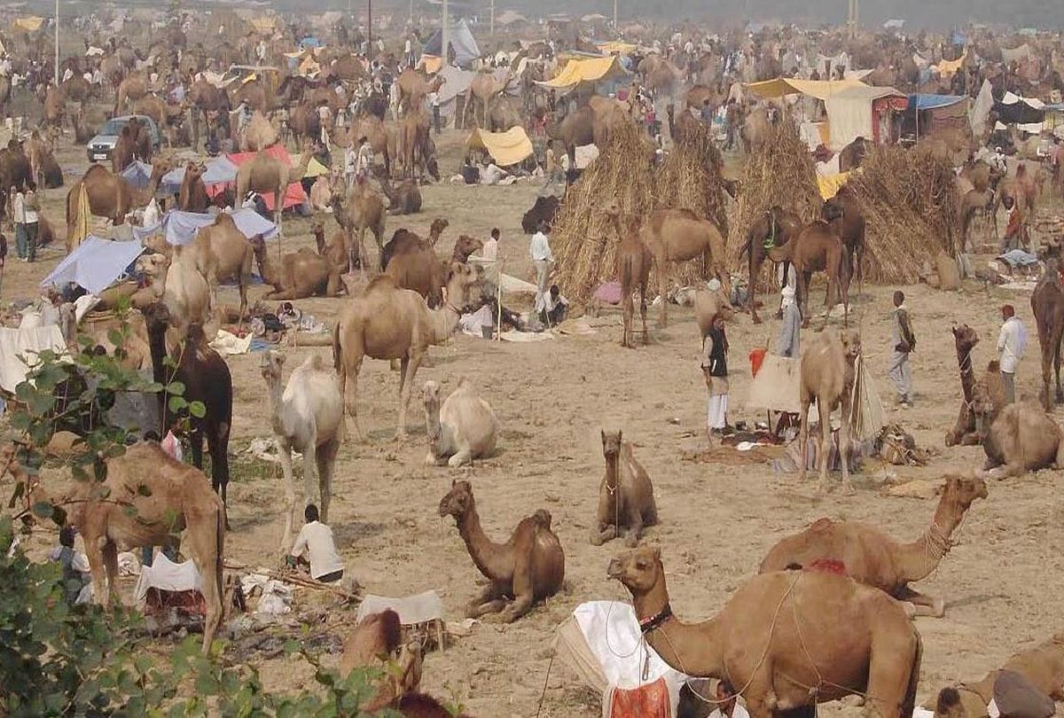 47 lakhs price of horses in Bateshwar Pashu Mela