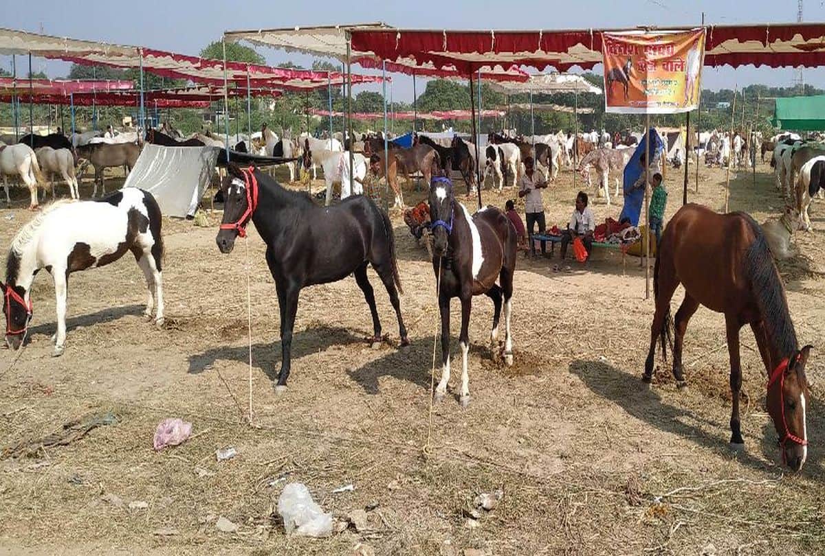 Marwadi Horse More Expensive To Luxury Car In Bateshwar Pashu Mela Agra