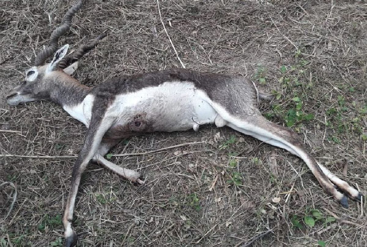 Black Buck Shifted To Etawah Lion Safari From Akbar Tomb