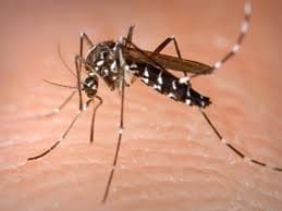 Fever took three more lives