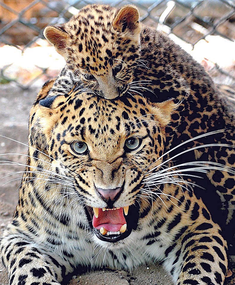 goat being killed by leopard