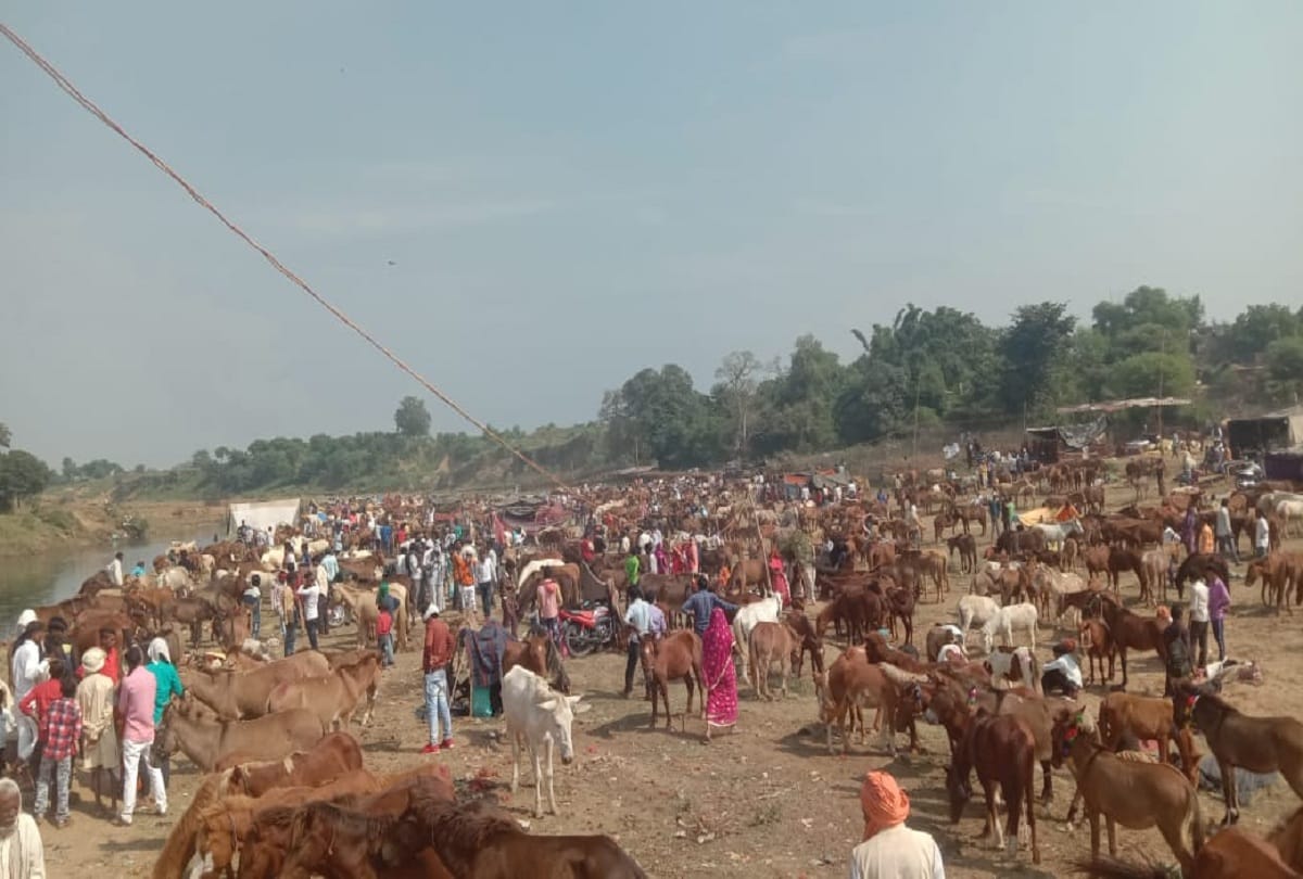 Country's historic donkey fair: Shahrukh sold for 10 lakhs and Salman sold for seven lakhs