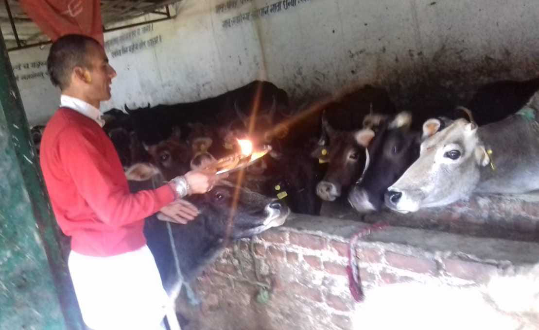 Govardhan Puja celebrated with pomp in rural areas