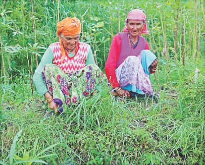 Migration in uttarakhand Youth doing Self employment after left job in foreign