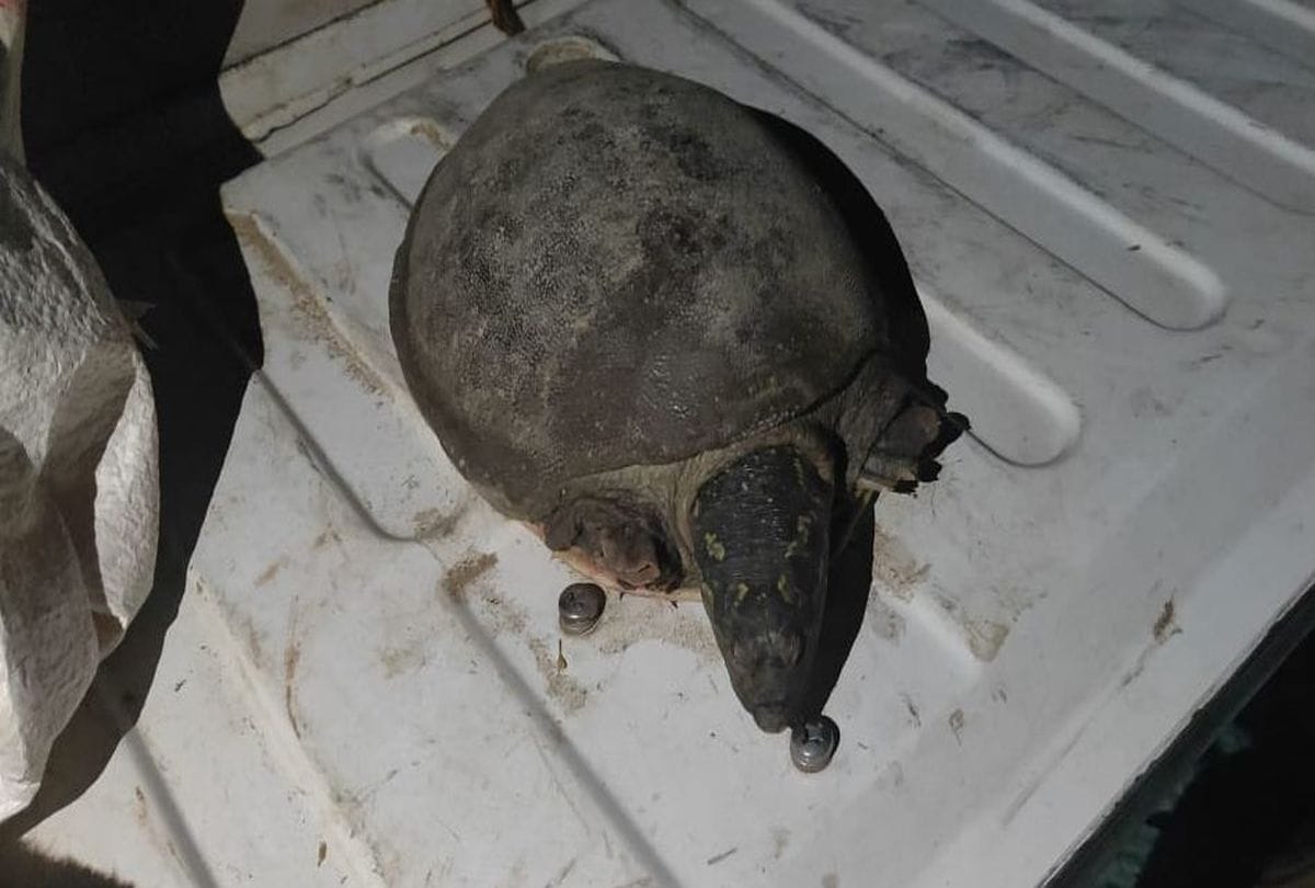 up news agra rare turtles smuggling abroad by smugglers