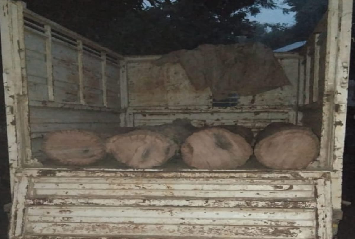 Forest workers caught wood in Maharajganj