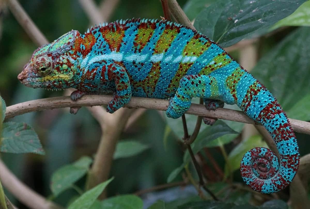 how chameleon change color and why they do it