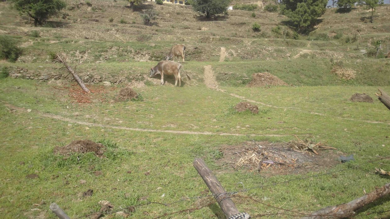 boar ruined vegetable fields