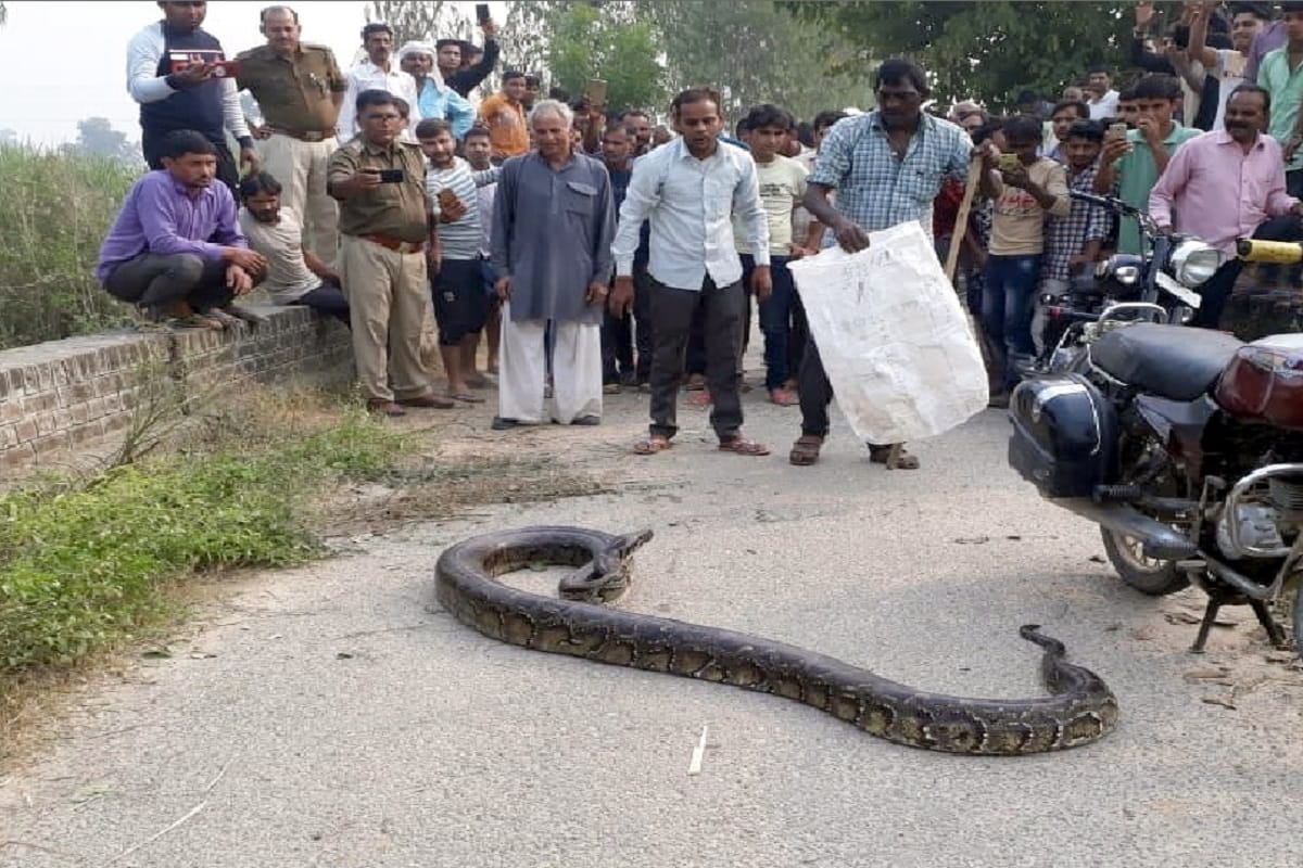 Villagers see python snake on the road in village of Bijnor district