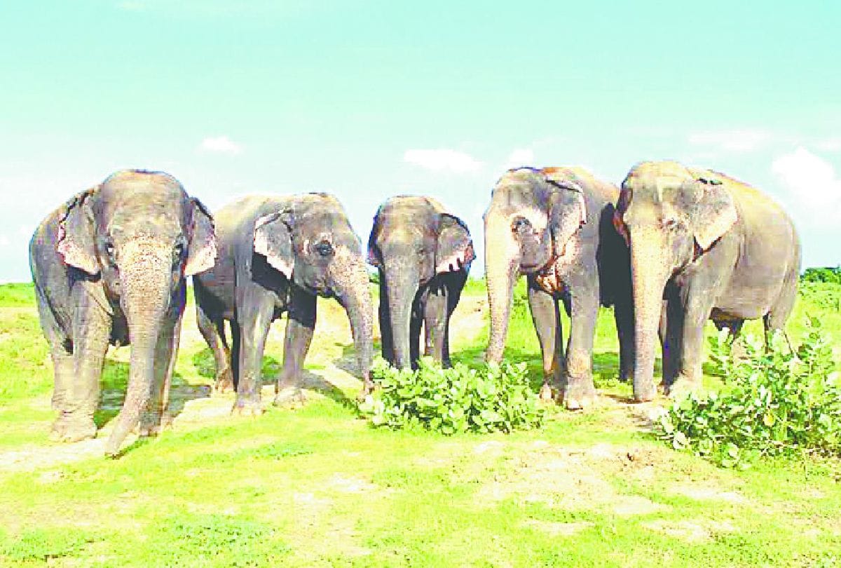 Coronavirus in uttarakhand: Corbett tiger reserve Elephants And Dogs Will Eat only ration and Dog Food