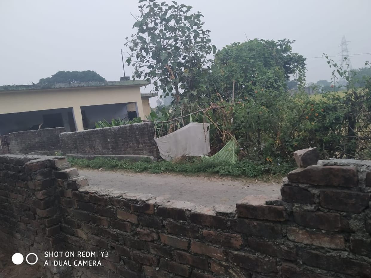 Elephant tramples paddy crop, tenant disappointed