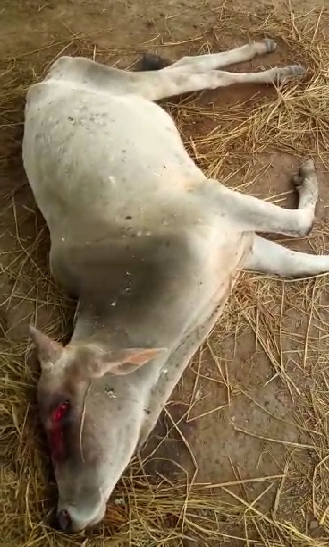 gaura cow shelter bad condition shown in  viral video