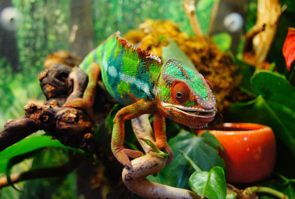 how chameleon change color and why they do it