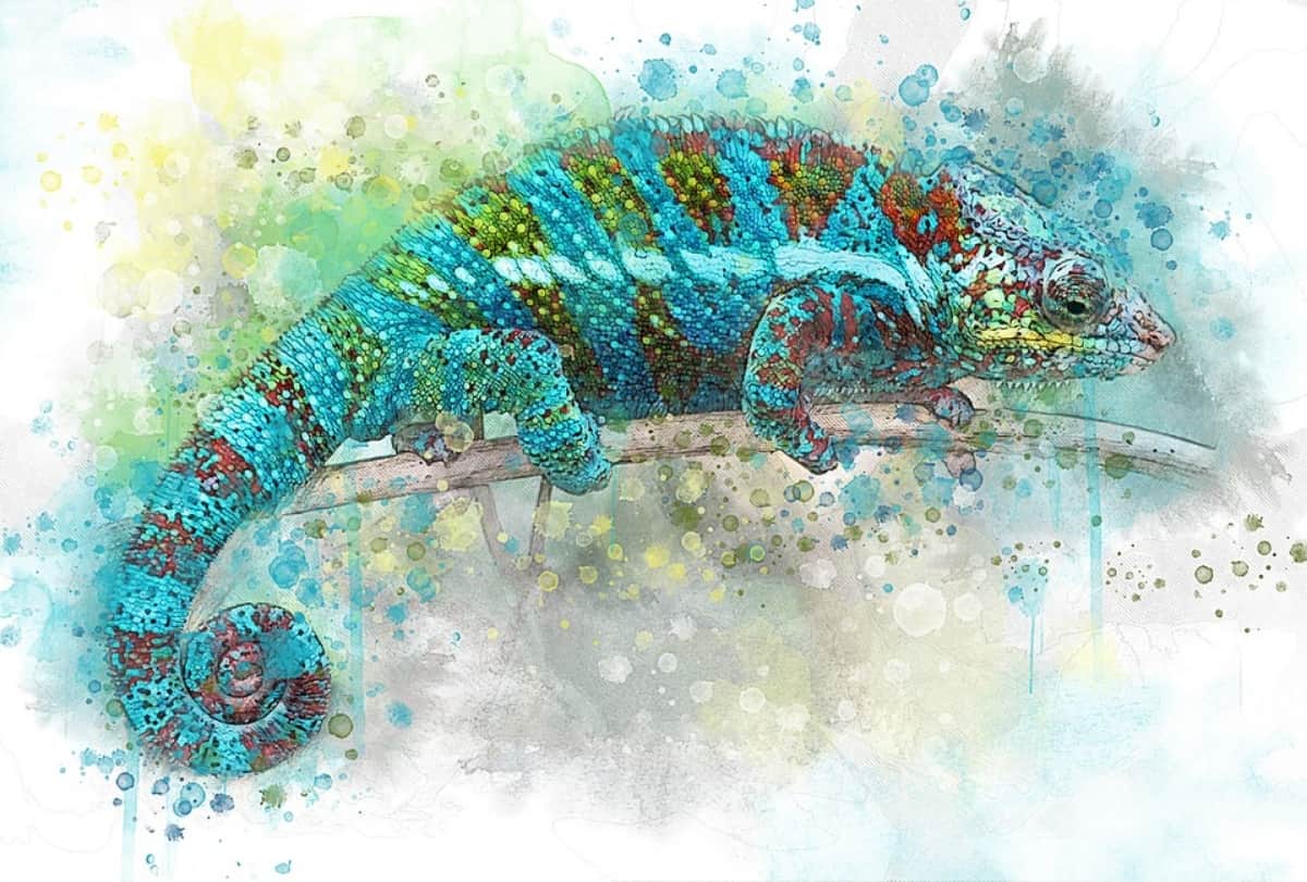 how chameleon change color and why they do it