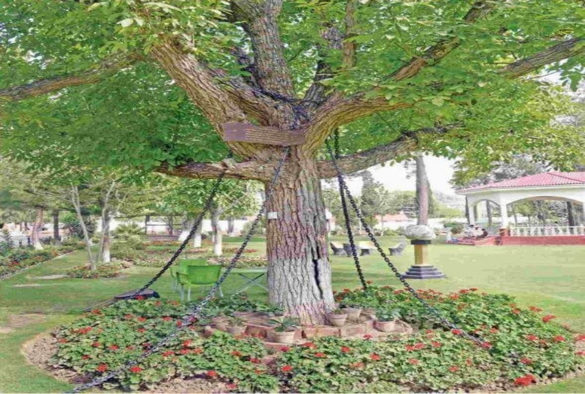 pakistan banyan tree which arrrested  by drunk british army officer