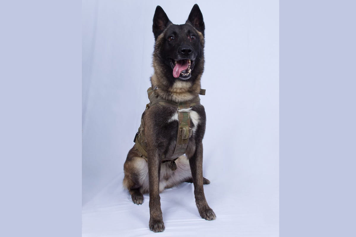 ITBP names its Osama hunter pups after locations along Ladakh front