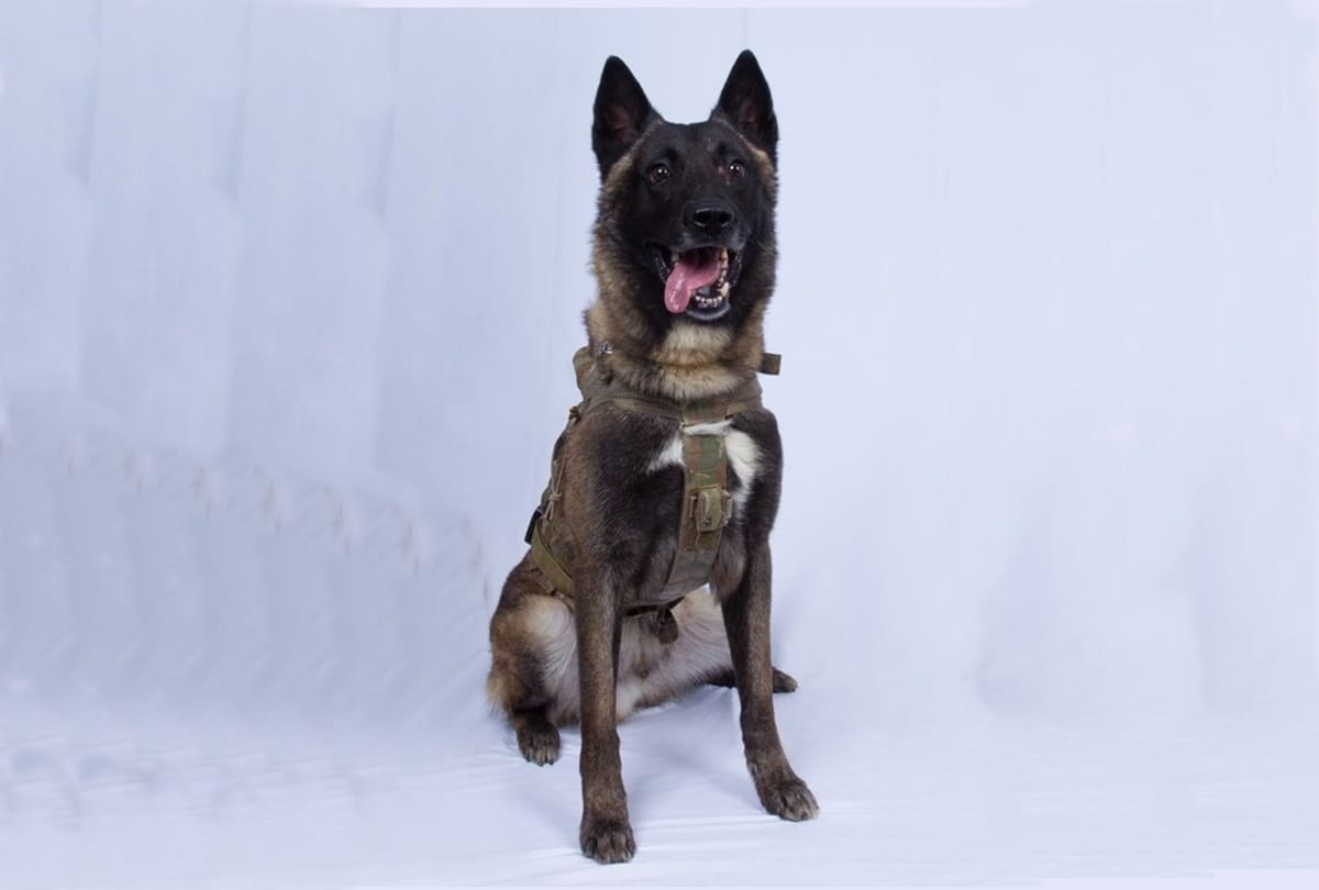 America President Donald Trump Hero dog Conan Baghdadi visit White House