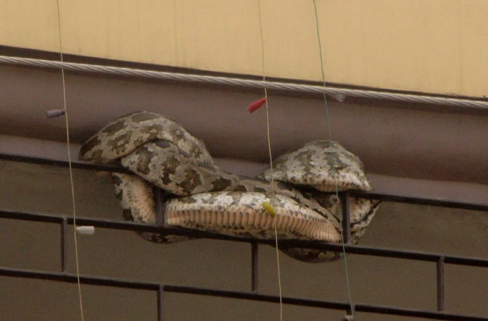 Dragon seen in the balcony of house in varanasi