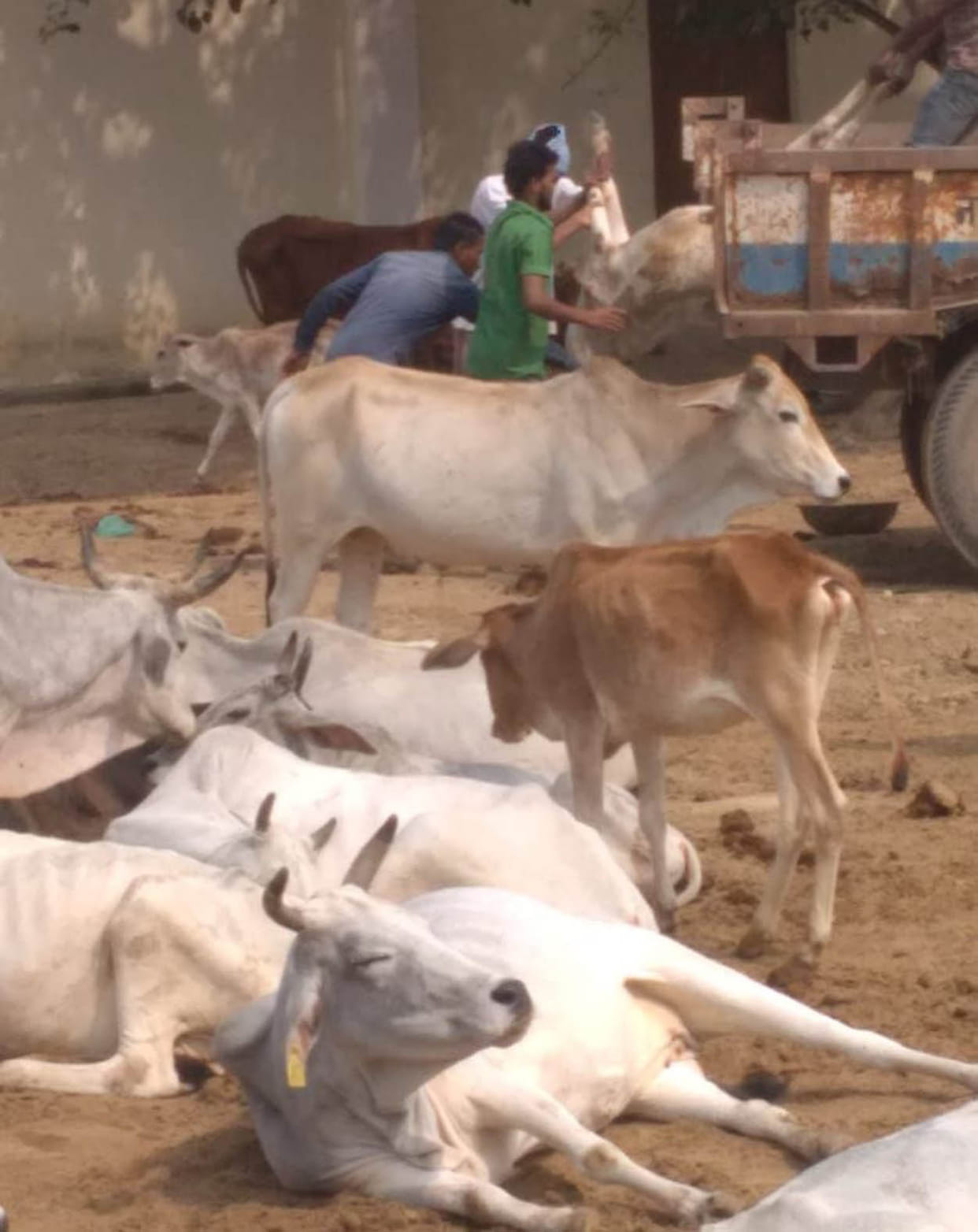 13 cows killed in 48 hours at Kanha Animal Shelter Center