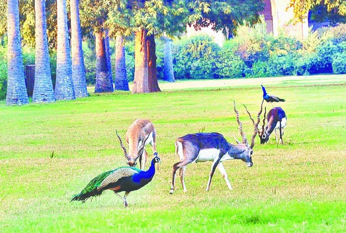 Shifting Blackbuck to Etawah Lion Safari is not easy