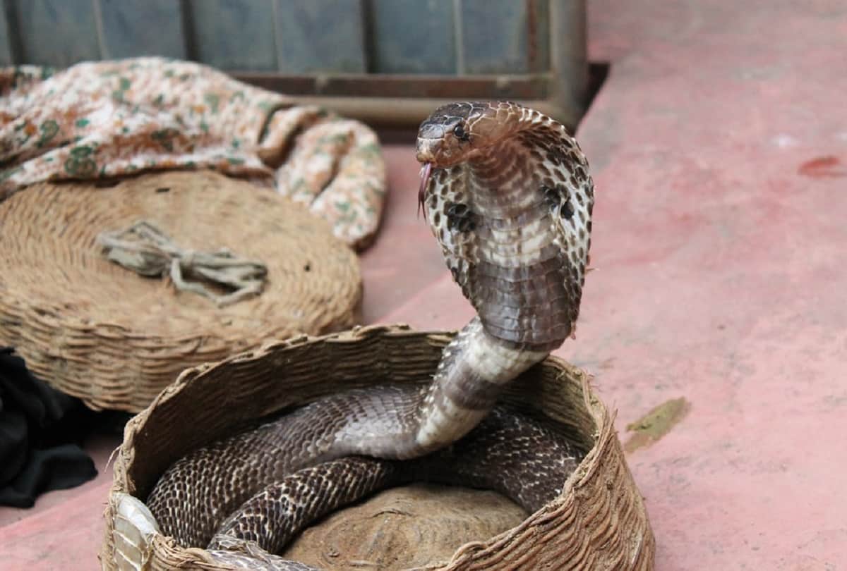 chinese farmer catch two headed snake