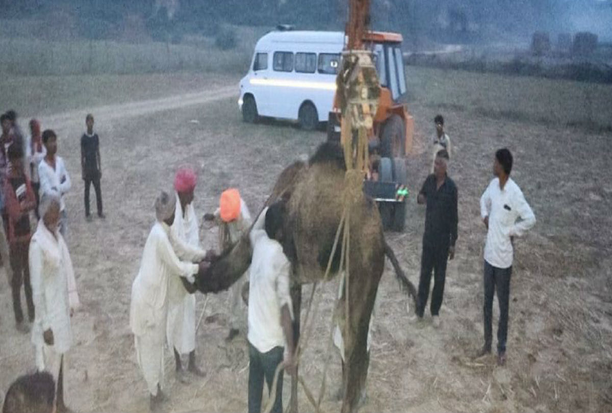 Donkey Rupees 4.50 lakh at Bateshwar Mela Agra