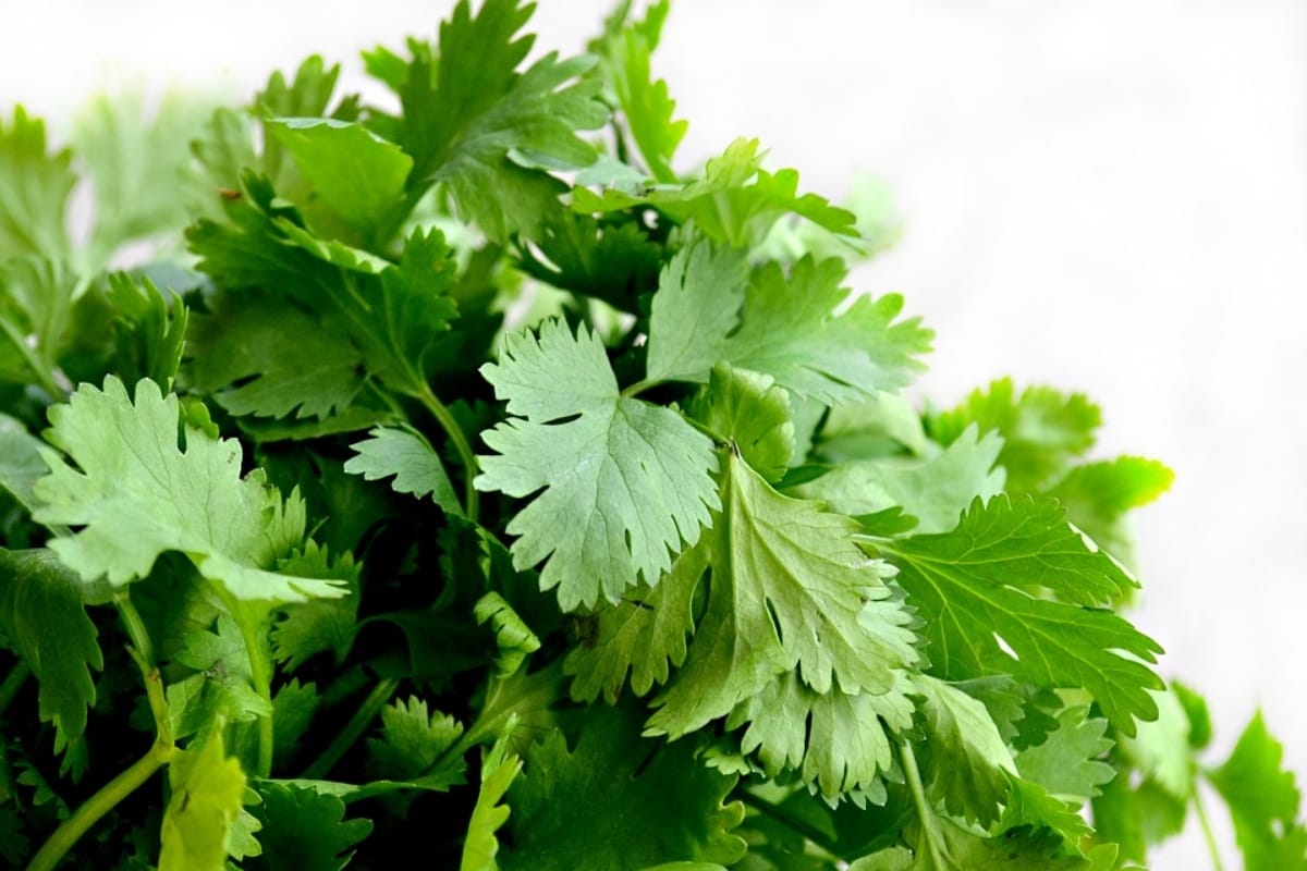 Gardening Tips: How To Grow Coriander In Water Bottle Know The Complete Process Here