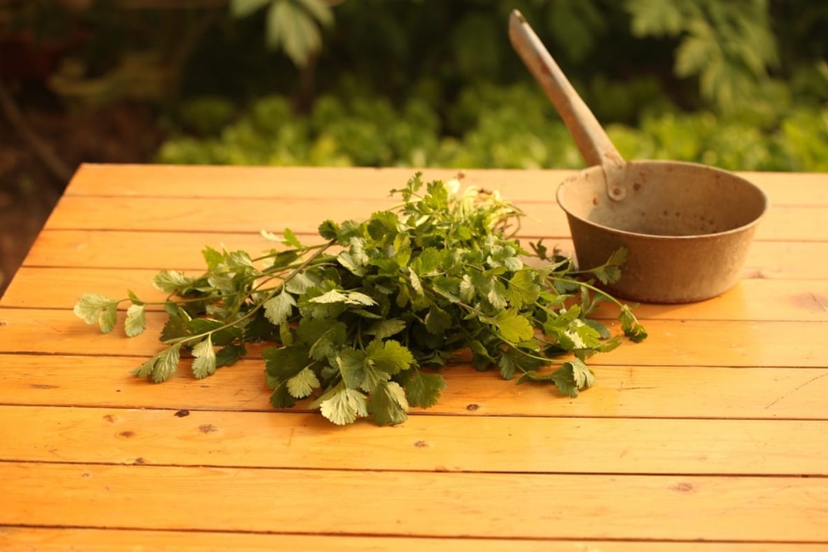 health benefits of coriander leaves