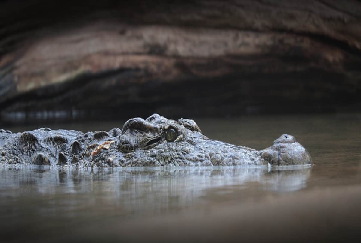 11 year girl fight with crocodile for her 9 year old friend