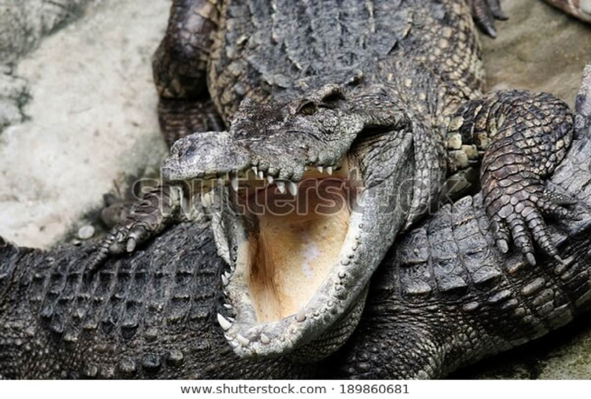 11 year girl fight with crocodile for her 9 year old friend