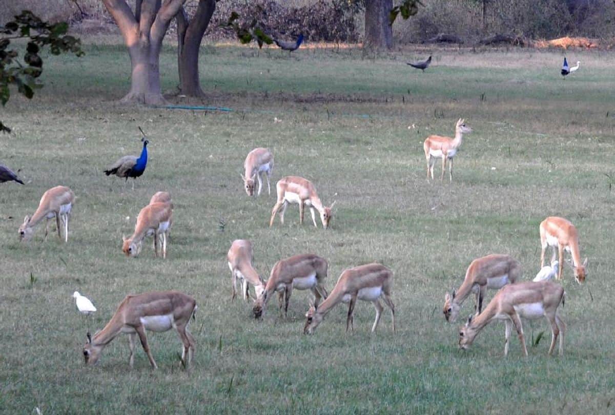 Shifting Blackbuck to Etawah Lion Safari is not easy