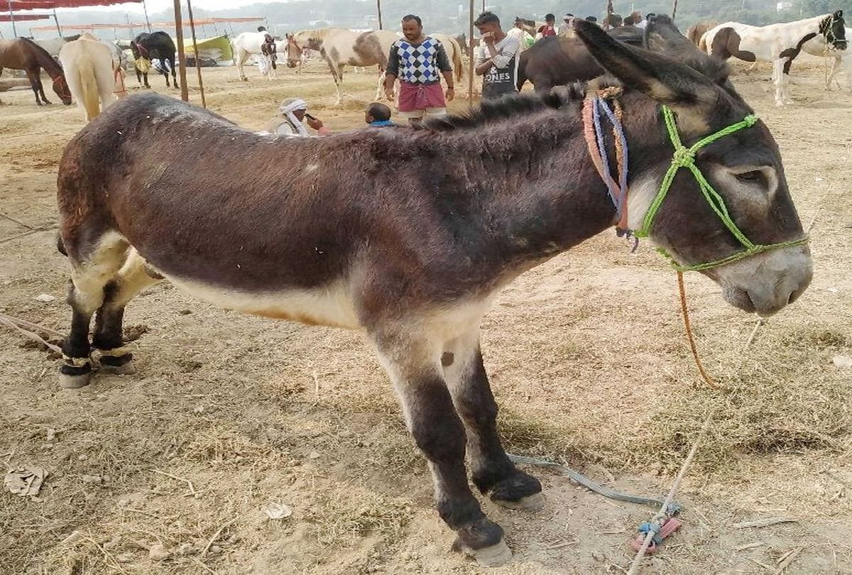Donkey Rupees 4.50 lakh at Bateshwar Mela Agra