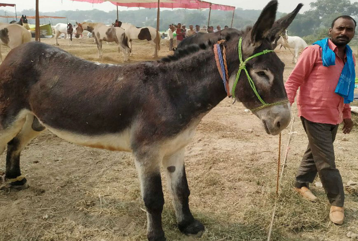 Donkey Rupees 4.50 lakh at Bateshwar Mela Agra