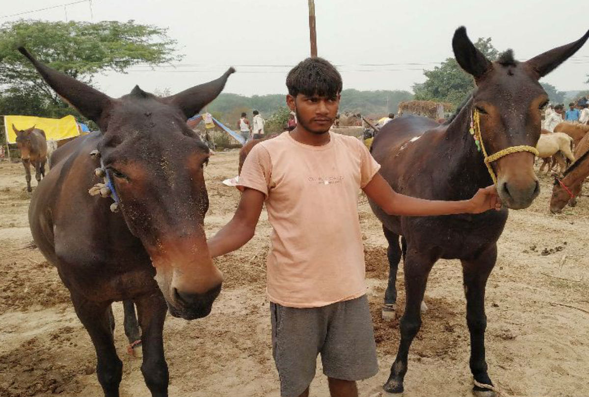 Donkey Rupees 4.50 lakh at Bateshwar Mela Agra