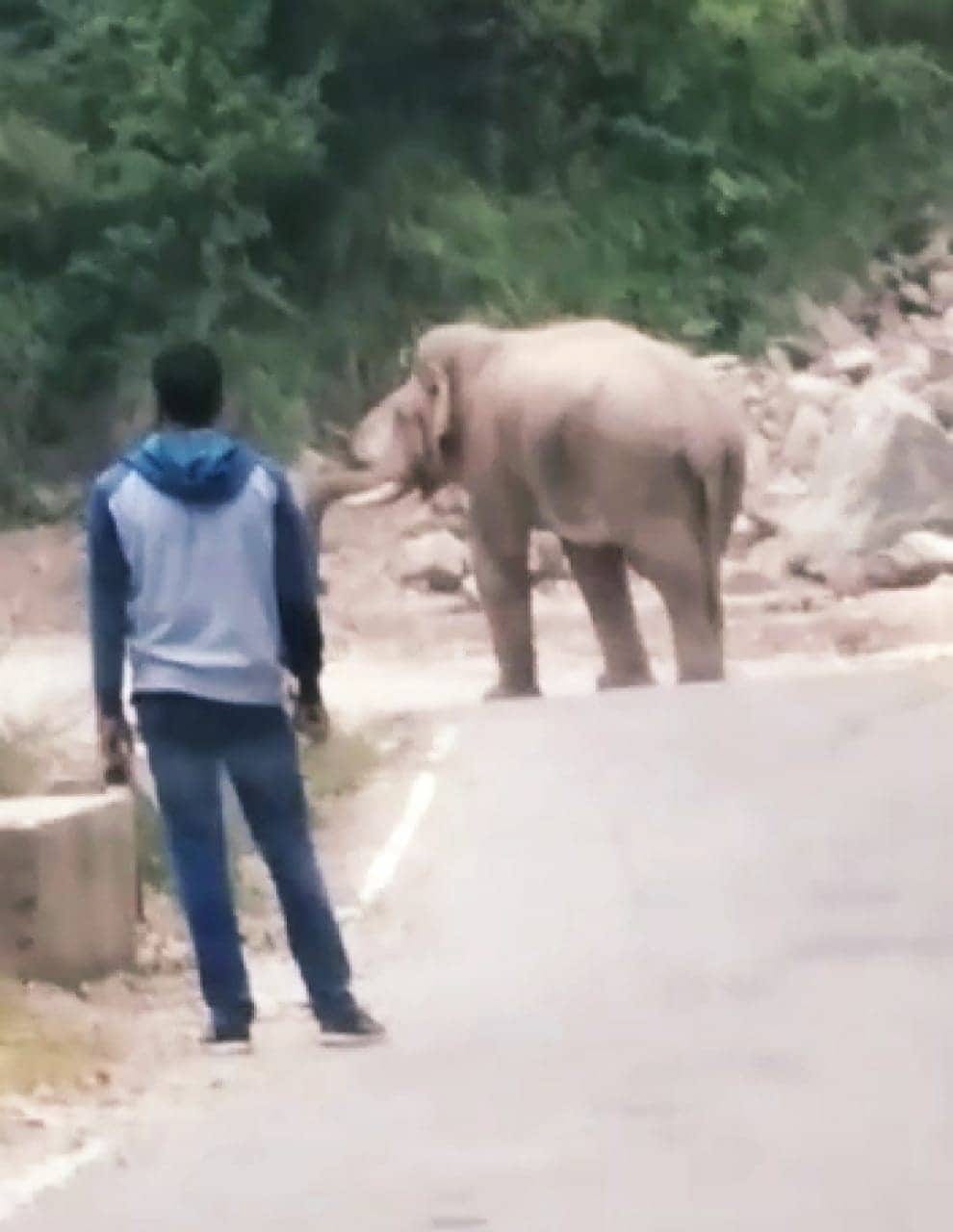 Elephant walk on Kotdwar Dugadda highway