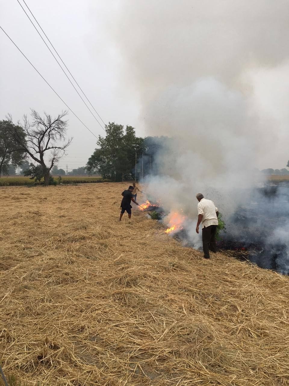 pollution, burned paddy tree, air pollution, aqi, fatehabad