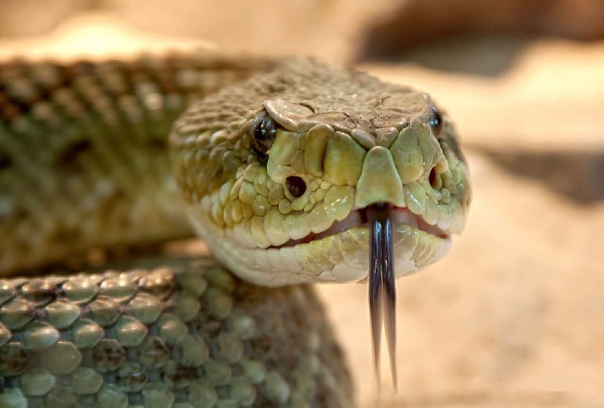 chinese farmer catch two headed snake